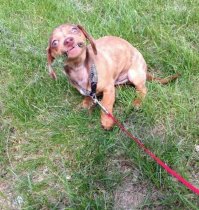 15 ужасно милых собак, которых застали врасплох