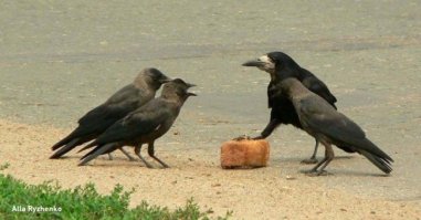 30 веселых фотографий с животными