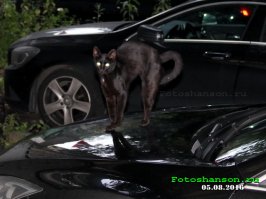 Свежая подборка автоприколов