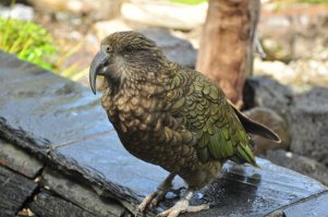 Попугаи кеа очень классные! Они очень игривые и любопытные, бегают уничтожая все на ходу, но за это их и любят :) Вот этот вот бегал за мной клянча мороженое