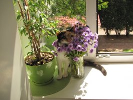 Если кошка - значит Мурка, если котик - значит Барсик. ;)
У меня котейки были с оригинальными именами. Марка, Бакс, Фунтик, Марковка, Флэшка. Бакса, Фунтика и Флэшку у меня друзья отжали. Марковка сбежала. Марка была моей любимой кошкой и прожила 14 лет. 
А эту кошку жинка назвала Муркой. У меня она Мурурюка ;)
вот какая...