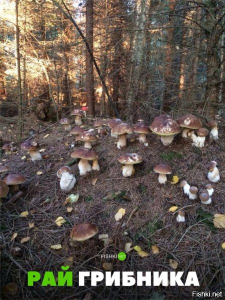 На самом деле многие грибники любят именно процесс собирания грибов, а тут только в лес вошел - и корзина уже полная. Весь кайф обломан и пройти мимо жалко... =)
