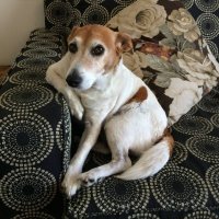 15 ужасно милых собак, которых застали врасплох