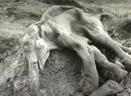 И всем известный Дима