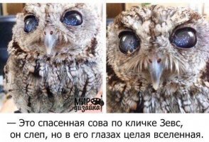 Это же Зевс, слепой совёнок, с очень красивыми глазами? или я ошибаюсь?