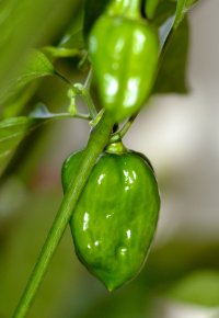 моя домашняя хабаньера: