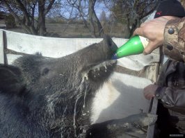 кабанчик настоящий друг...