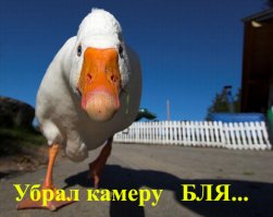 Гусь напал на беспилотник в Нидерландах 