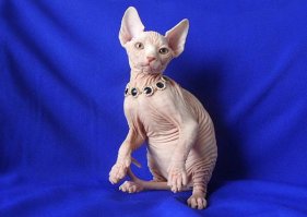 вот сфинктер :)