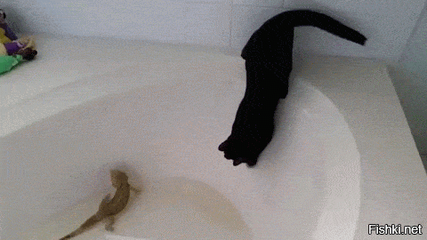 Кошки тоже по разному на воду реагируют.