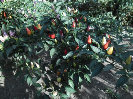 Классическая оранжевая или красная?
Вот мой скромный плантарь.
Абанера и Кайен.