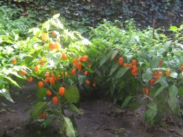 Классическая оранжевая или красная?
Вот мой скромный плантарь.
Абанера и Кайен.