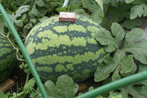 Вот мой в открытом грунте Ленинградской области. =) Меня, если что, можно найти в контакте. Но только по вопросам выращивания арбузов!:)