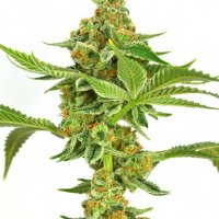 "В сетях наркомании" - достаточно редкий диафильм Советского Союза, 1989 год 