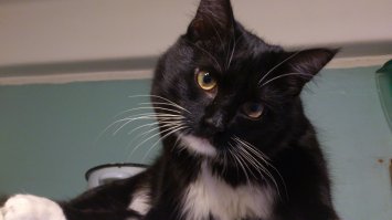 цвет глаз у кошек меняется с возрастом.
там еще котенок.
мы такого же в электричке подобрали примерно до года у него были глаза голубые, потом стали такие же желтые.