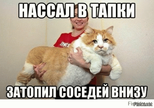 Такого кота вы еще не видели!