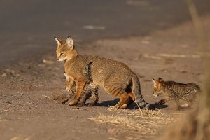 А у нас в деревне всегда говорили что 3-х цветными бывают только кошки , в доме у бабушки приживалась только полосатого окраса (в природе камышовый кот)