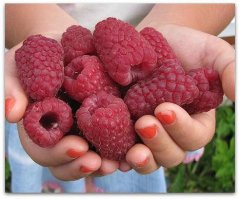 Секреты хорошего урожая малины