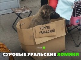 Эо вы еще целябинского не видели!