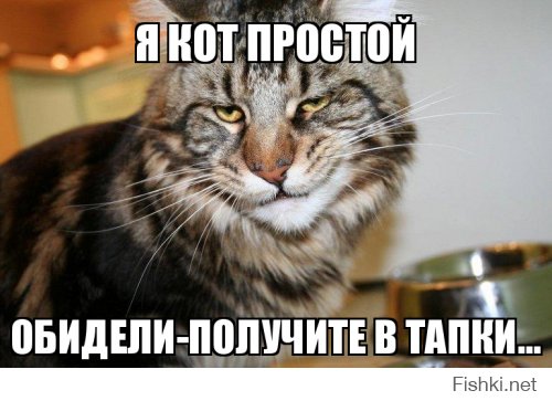 Такого кота вы еще не видели!