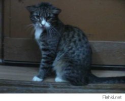 это мой Кекс)) после ЧМТ уши так и не поднялись))