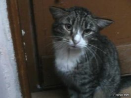 это мой Кекс)) после ЧМТ уши так и не поднялись))