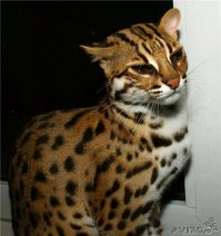 АЛК (азиатская леопардовая кошка)