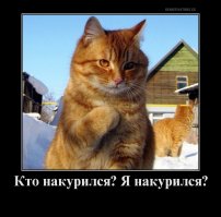 Фото кошек 