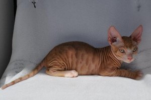 Аллергии на котов не бывает, бывает аллергия на кошачью шерсть. Заведите себе лысого сфинкса, правда, это не дешёвое удовольствие.