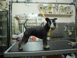 Не понял, а где цверги?