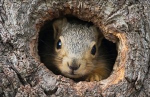 На Урале в селе под Челябинском белочка много лет ждет своего хозяина, добрые люди выдолбили ей дупло возле обочины...