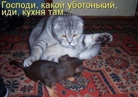 19 фотографий толстых котиков, которые сделают ваш день лучше