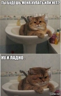 19 фотографий толстых котиков, которые сделают ваш день лучше