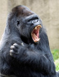 Ему скажите про связь клыков и мясоедства. Гориллы почти 100% вегетарианцы. А клыки для понтов, когда за самку друг на друга наезжают.