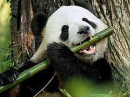 Ну все ша всех сожру!