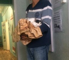 А этот бедолага сам подошел. Правую лапу поднимал, смотрел на на людей и мяукал, как бы прося помощи. Лапа была в страшном состоянии. То-ли машиной раздавило, то-ли собака укусила. Раны в нескольких местах, когти поломаны, кожи местами нет - живое мясо покрытое гноем. То что на фото - уже после нескольких дней лечения. 

В общем совместными усилиями с соседями, которые оказались очень хорошими и добрыми людьми, поставили котейку на все 4 лапы. Кот еще хромает, но явно идет на поправку.