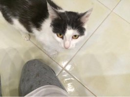 А этот бедолага сам подошел. Правую лапу поднимал, смотрел на на людей и мяукал, как бы прося помощи. Лапа была в страшном состоянии. То-ли машиной раздавило, то-ли собака укусила. Раны в нескольких местах, когти поломаны, кожи местами нет - живое мясо покрытое гноем. То что на фото - уже после нескольких дней лечения. 

В общем совместными усилиями с соседями, которые оказались очень хорошими и добрыми людьми, поставили котейку на все 4 лапы. Кот еще хромает, но явно идет на поправку.