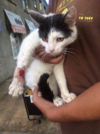 А этот бедолага сам подошел. Правую лапу поднимал, смотрел на на людей и мяукал, как бы прося помощи. Лапа была в страшном состоянии. То-ли машиной раздавило, то-ли собака укусила. Раны в нескольких местах, когти поломаны, кожи местами нет - живое мясо покрытое гноем. То что на фото - уже после нескольких дней лечения. 

В общем совместными усилиями с соседями, которые оказались очень хорошими и добрыми людьми, поставили котейку на все 4 лапы. Кот еще хромает, но явно идет на поправку.