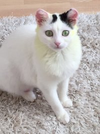 Подобрали в лесу( на загородной трассе) зимой, были отморожены уши, лапы, худая как велосипед.