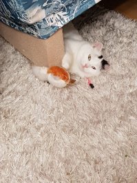 Подобрали в лесу( на загородной трассе) зимой, были отморожены уши, лапы, худая как велосипед.