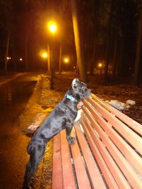 Не пытайтесь закрыть в комнате, мы так двери лишились... Хотя нет, дверь осталась, с дырой 50 см. Блекки в 7 мес. Потом, нечаянно стесала мне пол лица по асфальту (она дернула,- я подскользнулась), а остальное мелочи