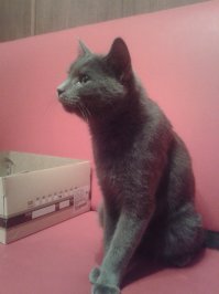 Я как-то тоже подобрала котика на улице, так жалобно он плакал, что я не смогла пройти мимо. Сначала я даже подумала что это котёнок-подросток, такой он был маленький и щупленький. Как потом выяснилось по ходу дела, это бы взрослый кот, который выпал из окна. Был сильный удар нижней челюстью об твердую поверхность, была кровавая рана на подбородке(на первой фотографии видно), которая начала уже гнить, был сломан один клык, не выбит а именно сломан под корень, и было сотрясение мозга, т.к. второе веко постоянно было полуприкрыто. В итоге, недельное лечение раны на подбородке, удаление остатка зуба под наркозом и в течении месяца покой, любовь и усиленное кормление :) И вот какой получился котейка  очень ласковый, добрый, готовый гладится и обниматься со всеми :) На расклеенные по всему району объявления никто не объявился, так что нашла для него хорошую хозяйку и теперь они живут дружной семьёй. Первое фото через два дня после "находки", последующие - через месяц.