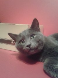 Я как-то тоже подобрала котика на улице, так жалобно он плакал, что я не смогла пройти мимо. Сначала я даже подумала что это котёнок-подросток, такой он был маленький и щупленький. Как потом выяснилось по ходу дела, это бы взрослый кот, который выпал из окна. Был сильный удар нижней челюстью об твердую поверхность, была кровавая рана на подбородке(на первой фотографии видно), которая начала уже гнить, был сломан один клык, не выбит а именно сломан под корень, и было сотрясение мозга, т.к. второе веко постоянно было полуприкрыто. В итоге, недельное лечение раны на подбородке, удаление остатка зуба под наркозом и в течении месяца покой, любовь и усиленное кормление :) И вот какой получился котейка  очень ласковый, добрый, готовый гладится и обниматься со всеми :) На расклеенные по всему району объявления никто не объявился, так что нашла для него хорошую хозяйку и теперь они живут дружной семьёй. Первое фото через два дня после "находки", последующие - через месяц.