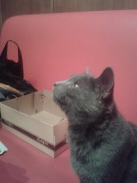 Я как-то тоже подобрала котика на улице, так жалобно он плакал, что я не смогла пройти мимо. Сначала я даже подумала что это котёнок-подросток, такой он был маленький и щупленький. Как потом выяснилось по ходу дела, это бы взрослый кот, который выпал из окна. Был сильный удар нижней челюстью об твердую поверхность, была кровавая рана на подбородке(на первой фотографии видно), которая начала уже гнить, был сломан один клык, не выбит а именно сломан под корень, и было сотрясение мозга, т.к. второе веко постоянно было полуприкрыто. В итоге, недельное лечение раны на подбородке, удаление остатка зуба под наркозом и в течении месяца покой, любовь и усиленное кормление :) И вот какой получился котейка  очень ласковый, добрый, готовый гладится и обниматься со всеми :) На расклеенные по всему району объявления никто не объявился, так что нашла для него хорошую хозяйку и теперь они живут дружной семьёй. Первое фото через два дня после "находки", последующие - через месяц.