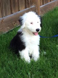 А вот мой, всего две недели как взяли. Бобтейл. Смышленый очень.