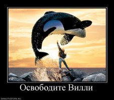 Редкие кадры: фотограф запечатлела косатку, которой больше 100 лет