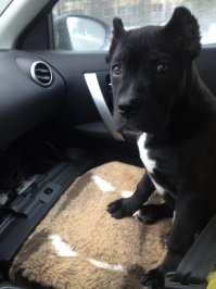 Моя любимая вонючка =) Кане-корсо. Всех своих обожает безмерно. Ещё мелкий, поэтому уже учинил потоп в доме, перегрыз все ручки у мебели, прогрыз дыру в линолеуме прямо посреди комнаты ну и так далее =) Когда начинаешь думать, что вариантов для шалости просто нет - вроде всё спрятал или прибил к потолку, он наглядно показывает, что это совсем не так