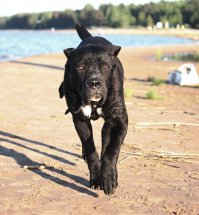 Моя любимая вонючка =) Кане-корсо. Всех своих обожает безмерно. Ещё мелкий, поэтому уже учинил потоп в доме, перегрыз все ручки у мебели, прогрыз дыру в линолеуме прямо посреди комнаты ну и так далее =) Когда начинаешь думать, что вариантов для шалости просто нет - вроде всё спрятал или прибил к потолку, он наглядно показывает, что это совсем не так