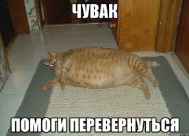 19 фотографий толстых котиков, которые сделают ваш день лучше