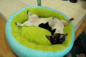 Ох как я вас понимаю. У нас спокойно в доме не бывает. То по потолкам зайчиков ловит, то с унитазом воюет, то просто носится из угла в угол. )))